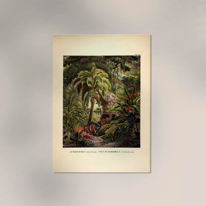 Acromia Mexicana Jungle Scene Vintage Poster