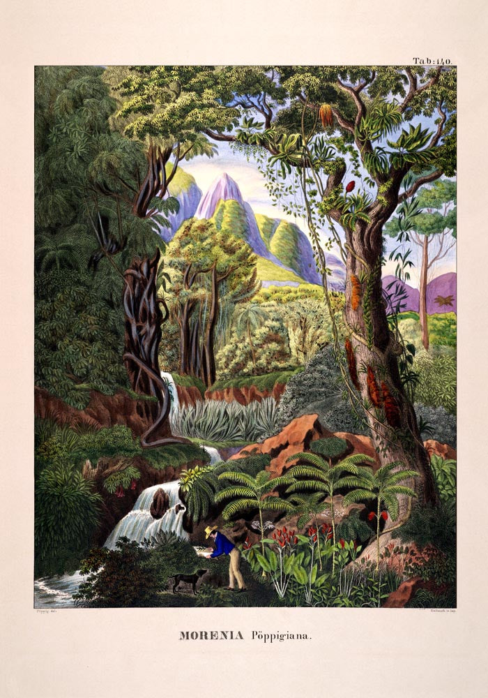 Morenia Poppigian Jungle Scene Vintage Poster