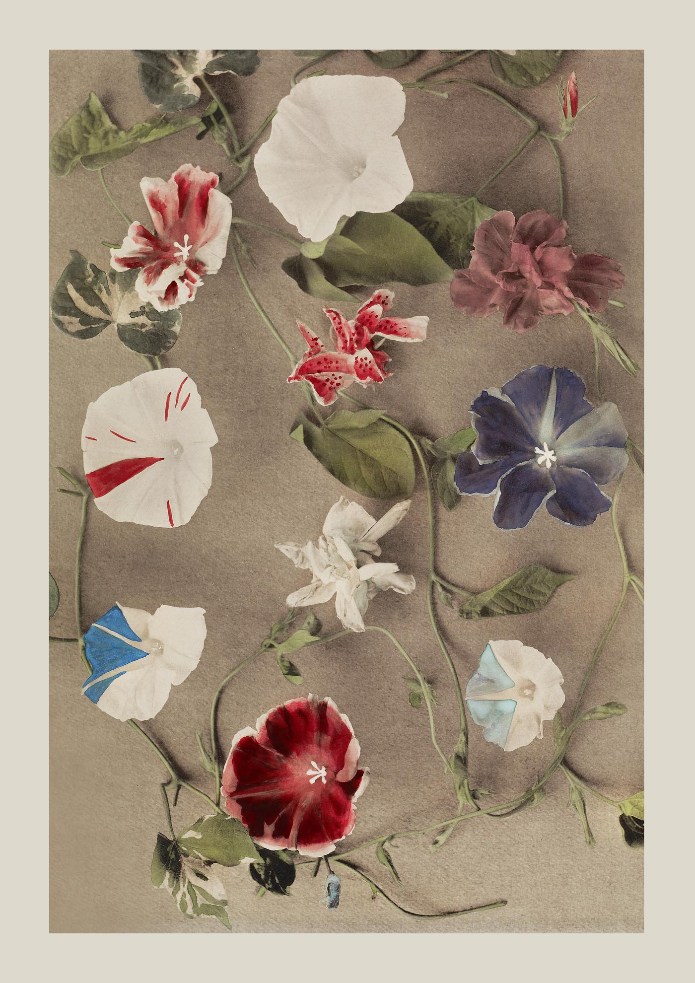 Group of Morning Glories by Ogawa Kazumasa