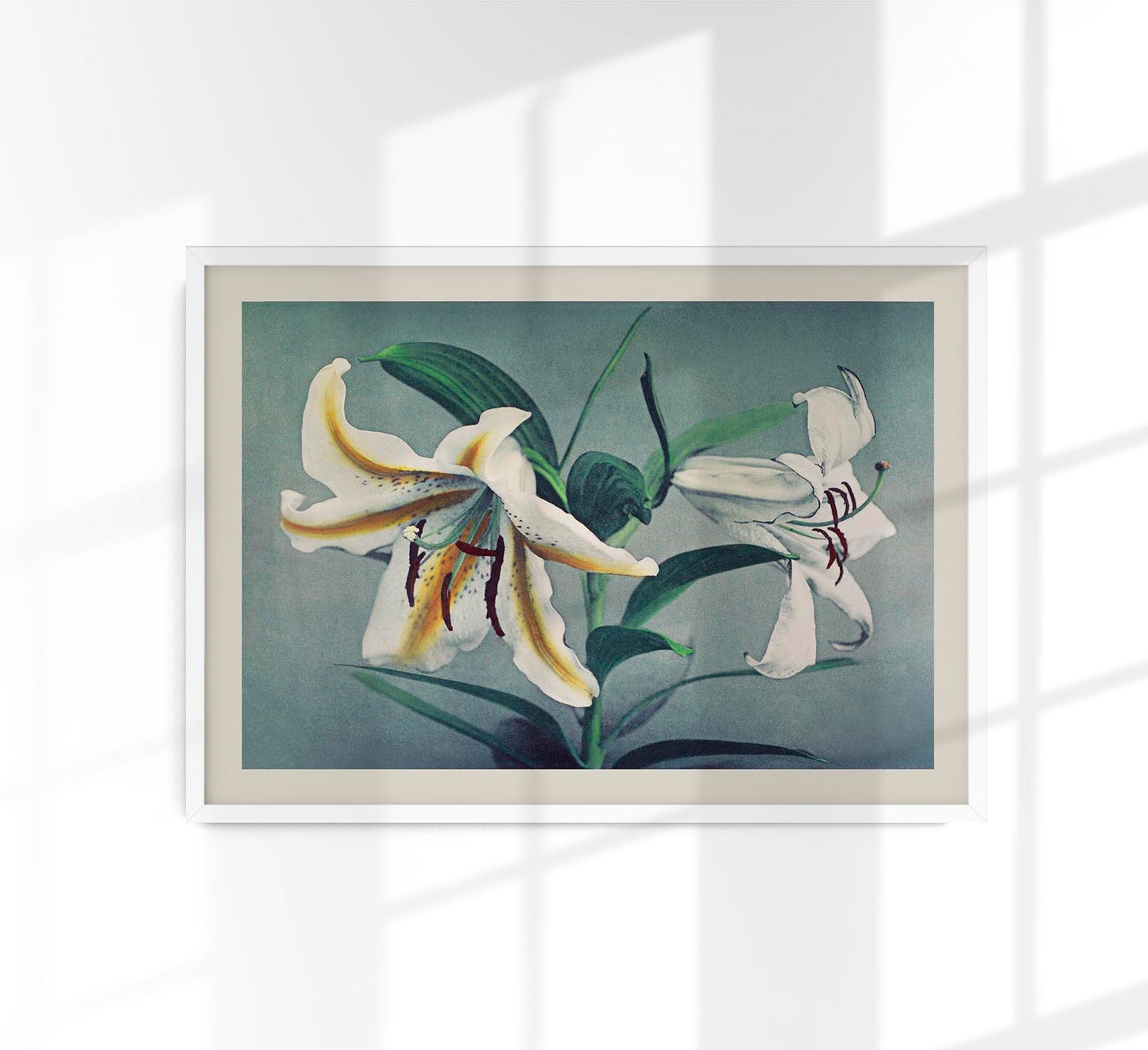 White Lily by Ogawa Kazumasa