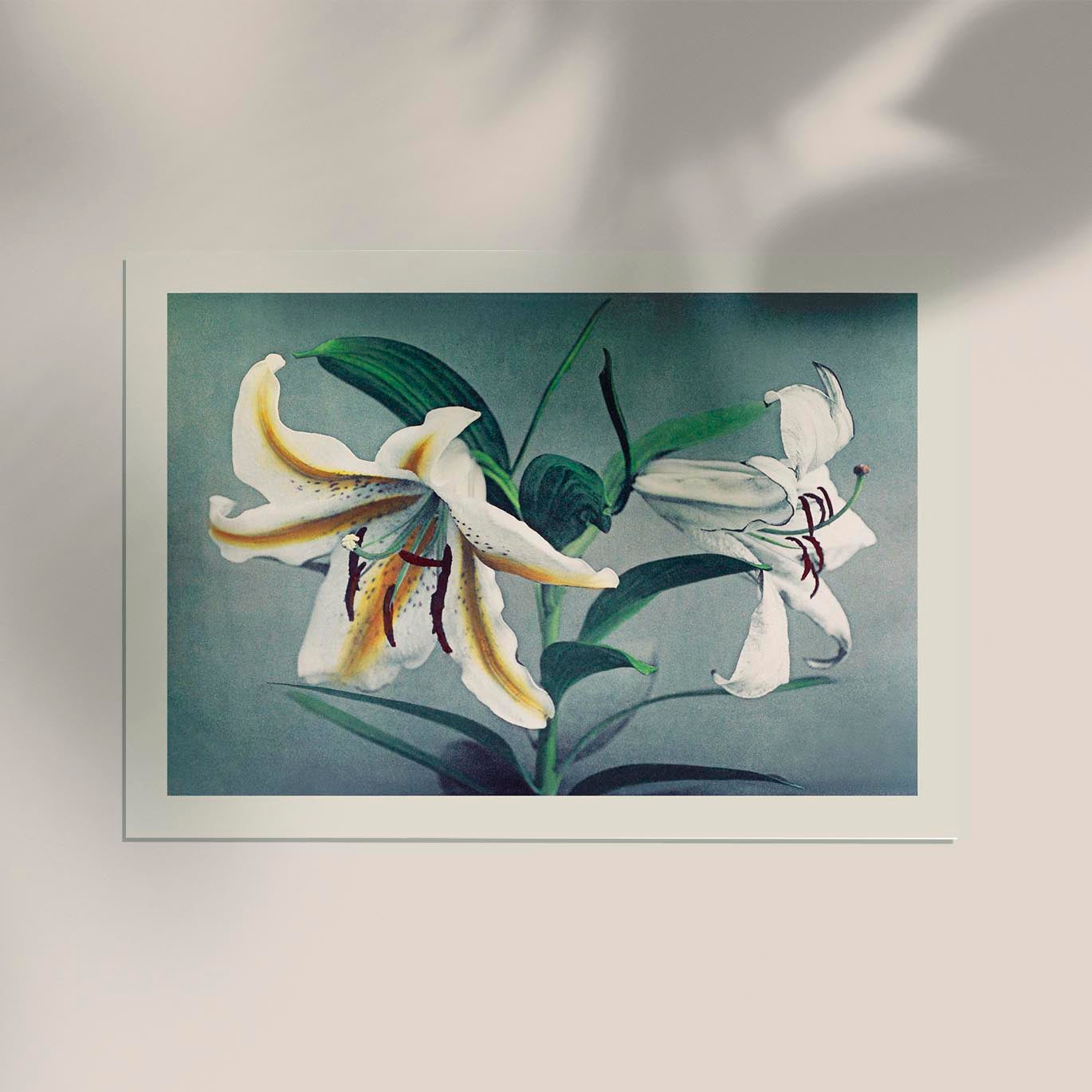 White Lily by Ogawa Kazumasa