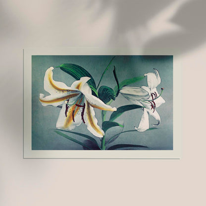 White Lily by Ogawa Kazumasa