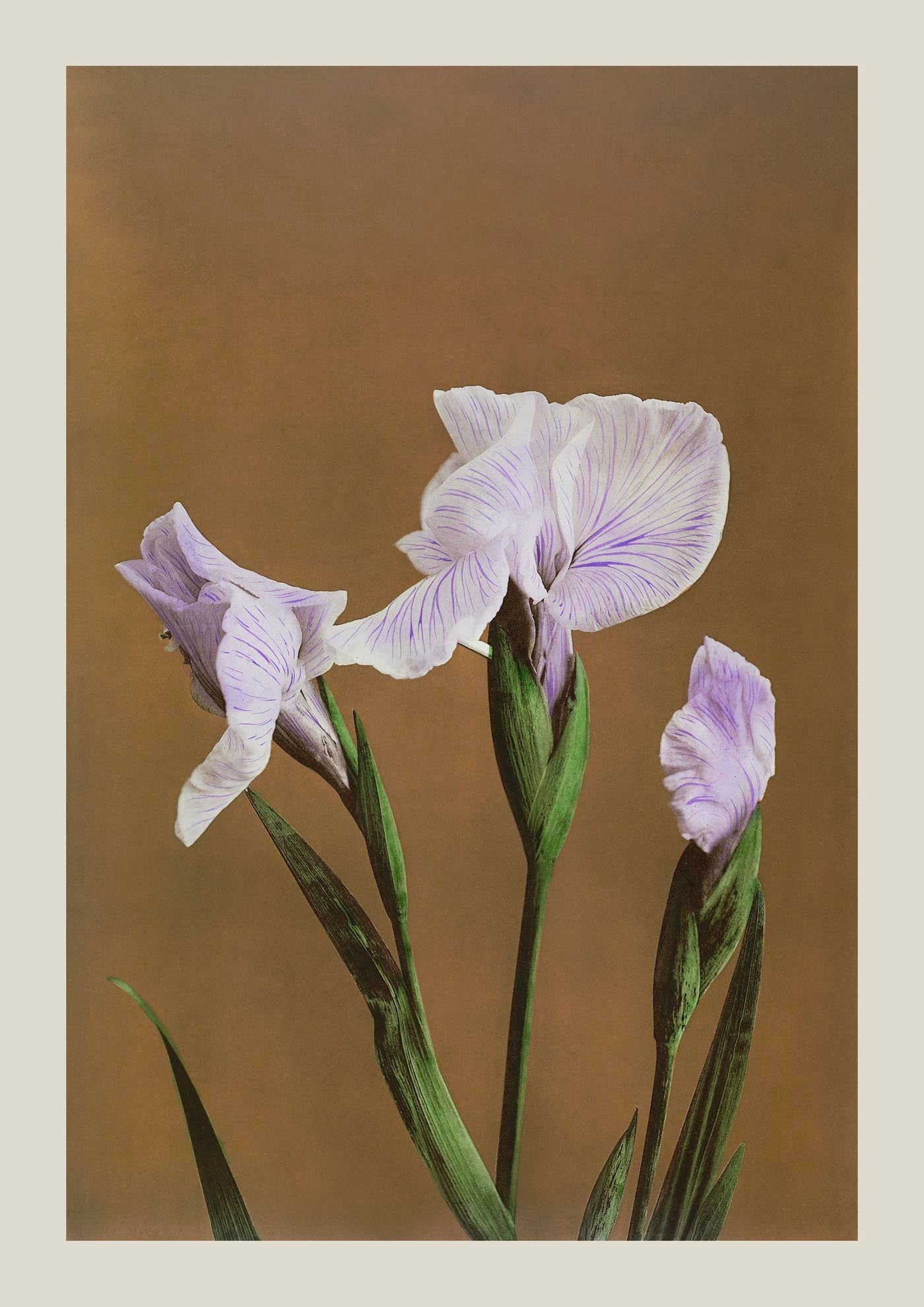 Three Iris Kæmpferi by Ogawa Kazumasa