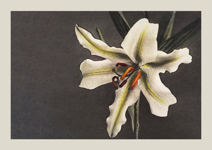 White Lily in the Dark by Ogawa Kazumasa