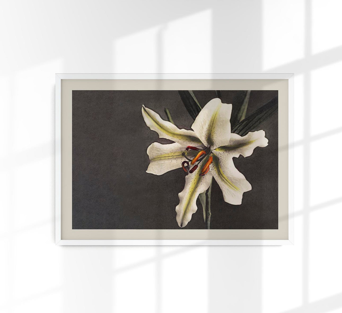 White Lily in the Dark by Ogawa Kazumasa