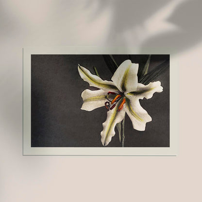 White Lily in the Dark by Ogawa Kazumasa