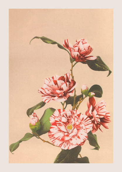 Striped Camellias by Ogawa Kazumasa