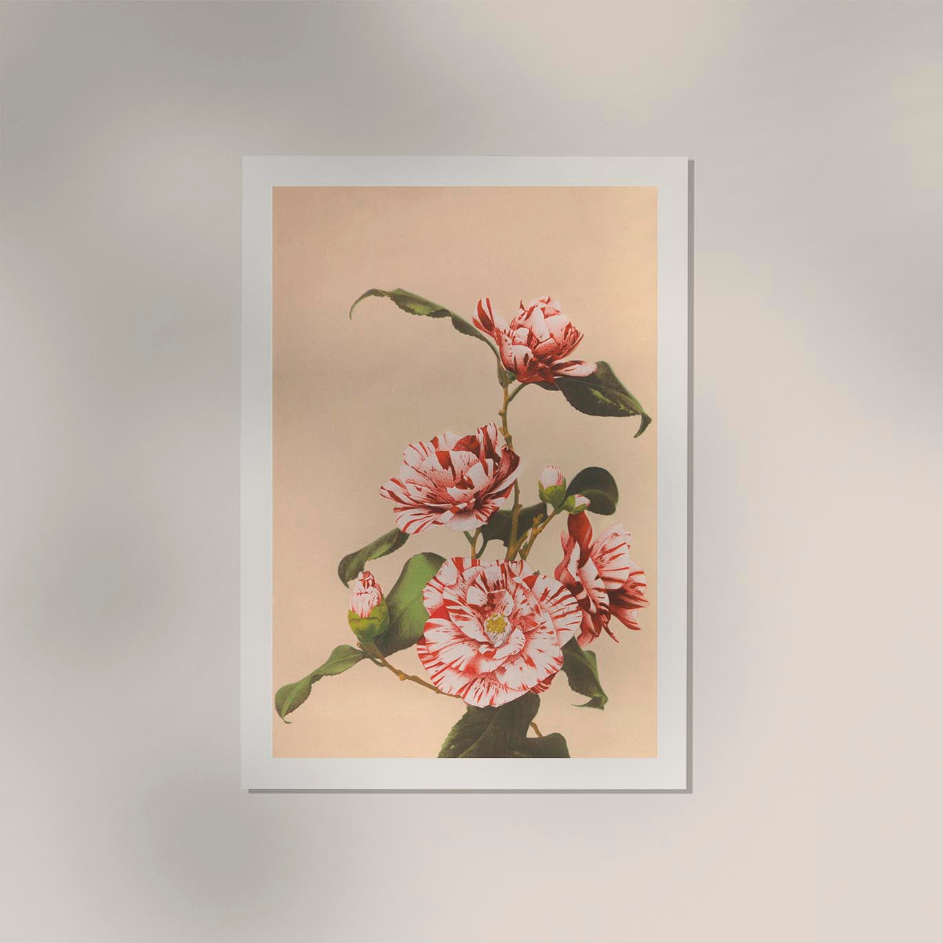 Striped Camellias by Ogawa Kazumasa