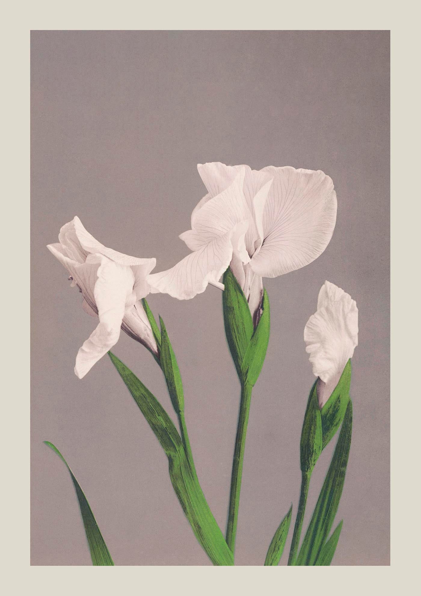 White Irises by Ogawa Kazumasa