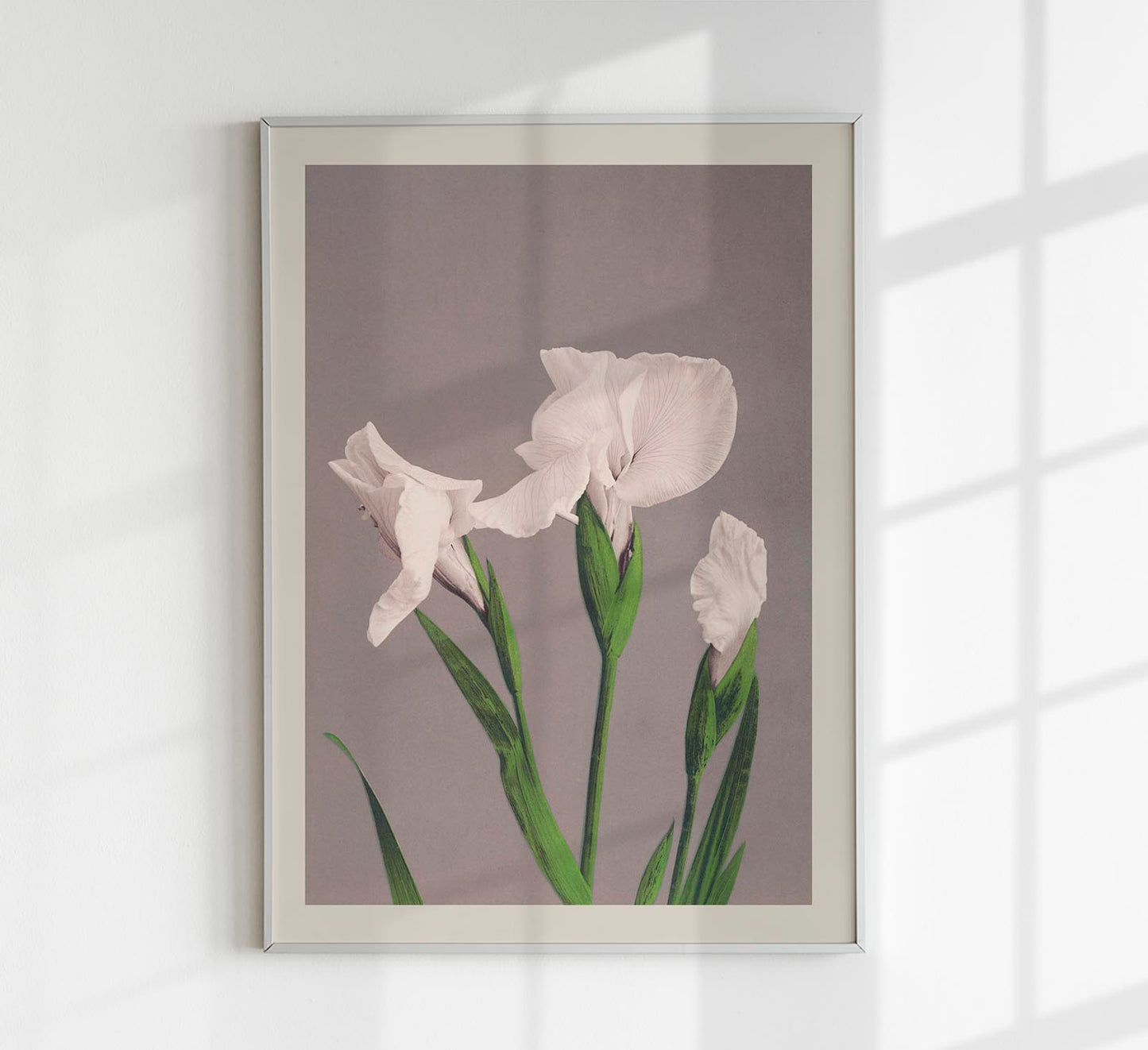 White Irises by Ogawa Kazumasa