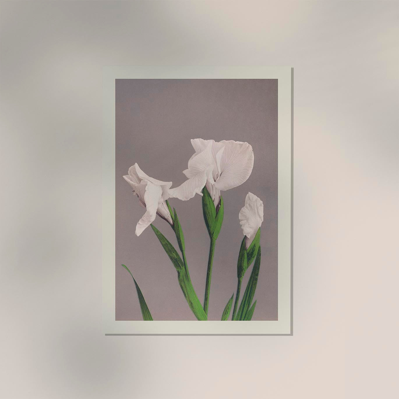 White Irises by Ogawa Kazumasa