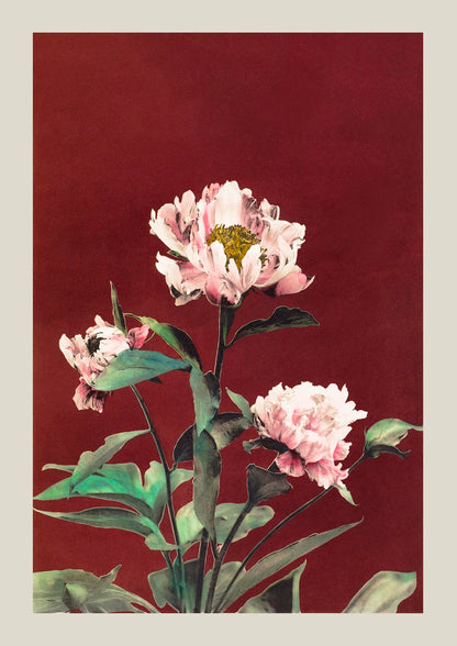 Hærdaceous Peony by Ogawa Kazumasa