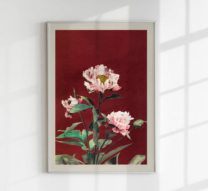 Hærdaceous Peony by Ogawa Kazumasa