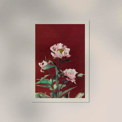 Hærdaceous Peony by Ogawa Kazumasa