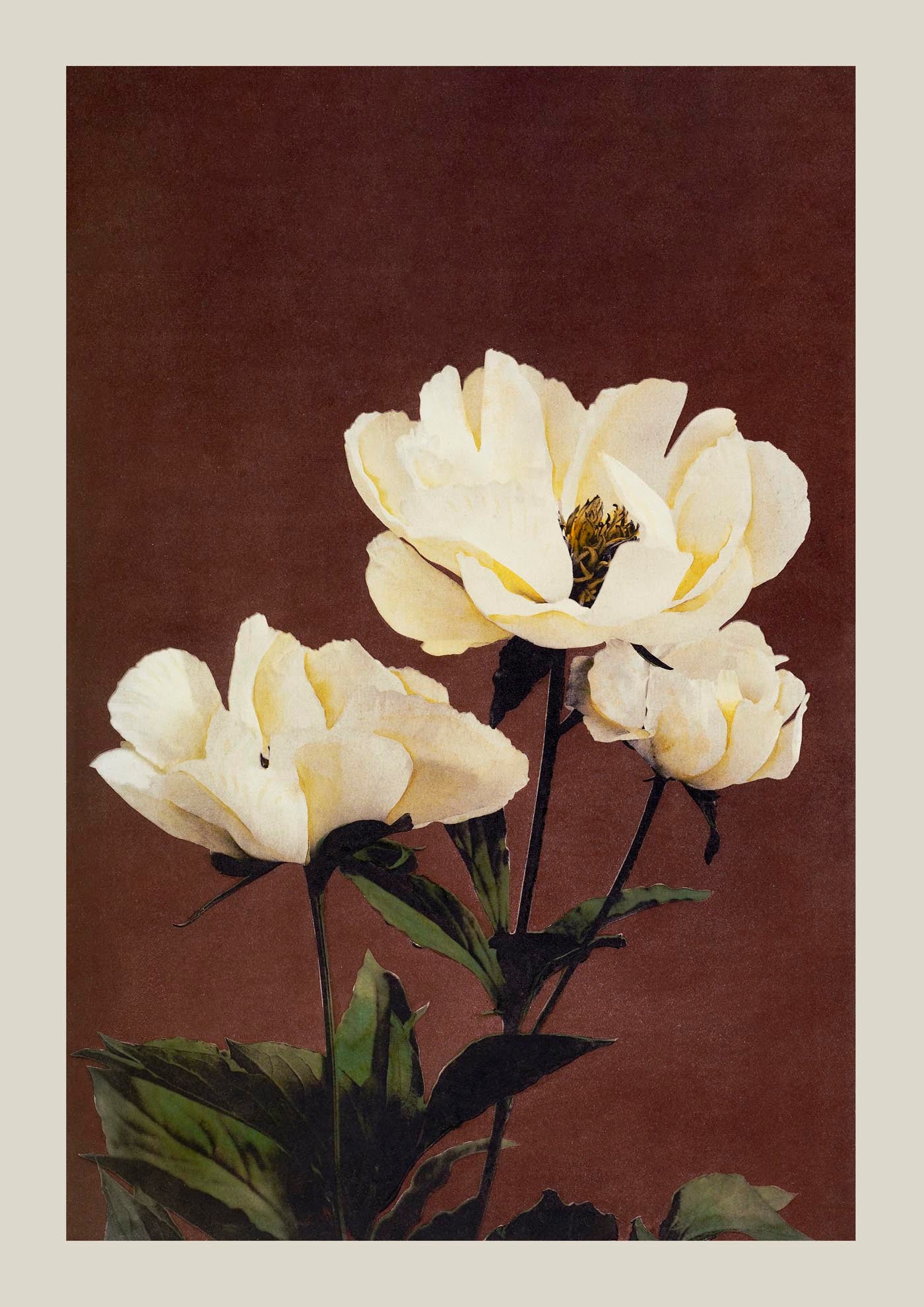 Hærdaceous Peony Nr 2 by Ogawa Kazumasa