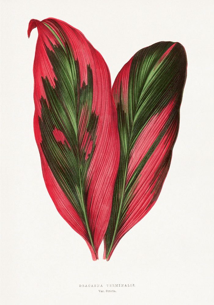 Dracana Terminales Plant Botanical Poster