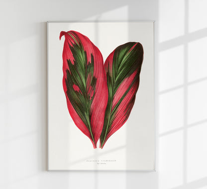 Dracana Terminales Plant Botanical Poster