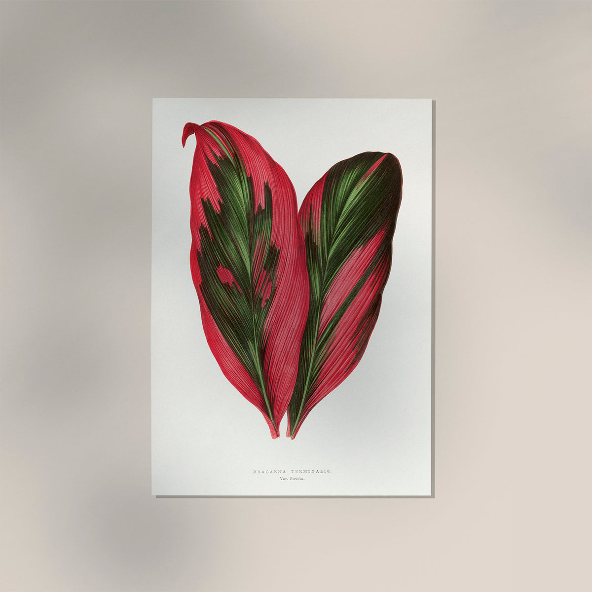 Dracana Terminales Plant Botanical Poster