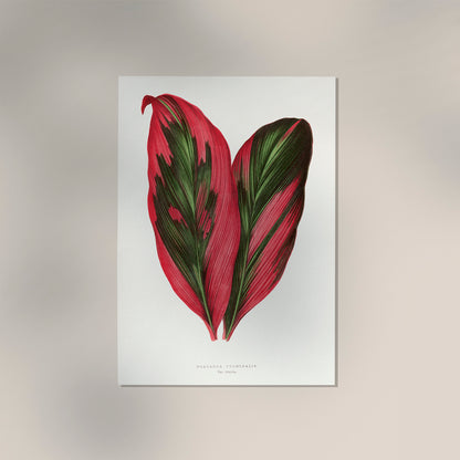 Dracana Terminales Plant Botanical Poster