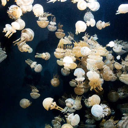 Jellyfishes, The Monterey Bay Aquarium by Carol M. Highsmith