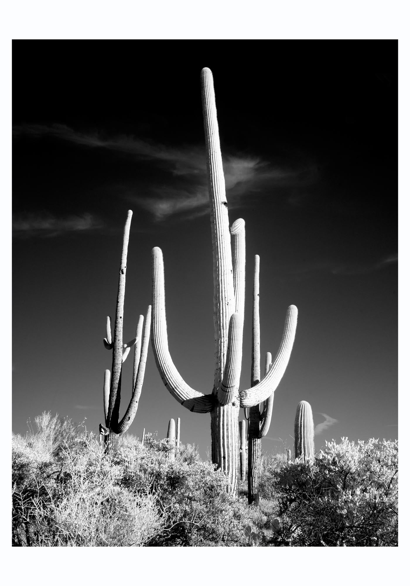 Saguaro Cactus near Tucson, Arizona by Carol M. Highsmith