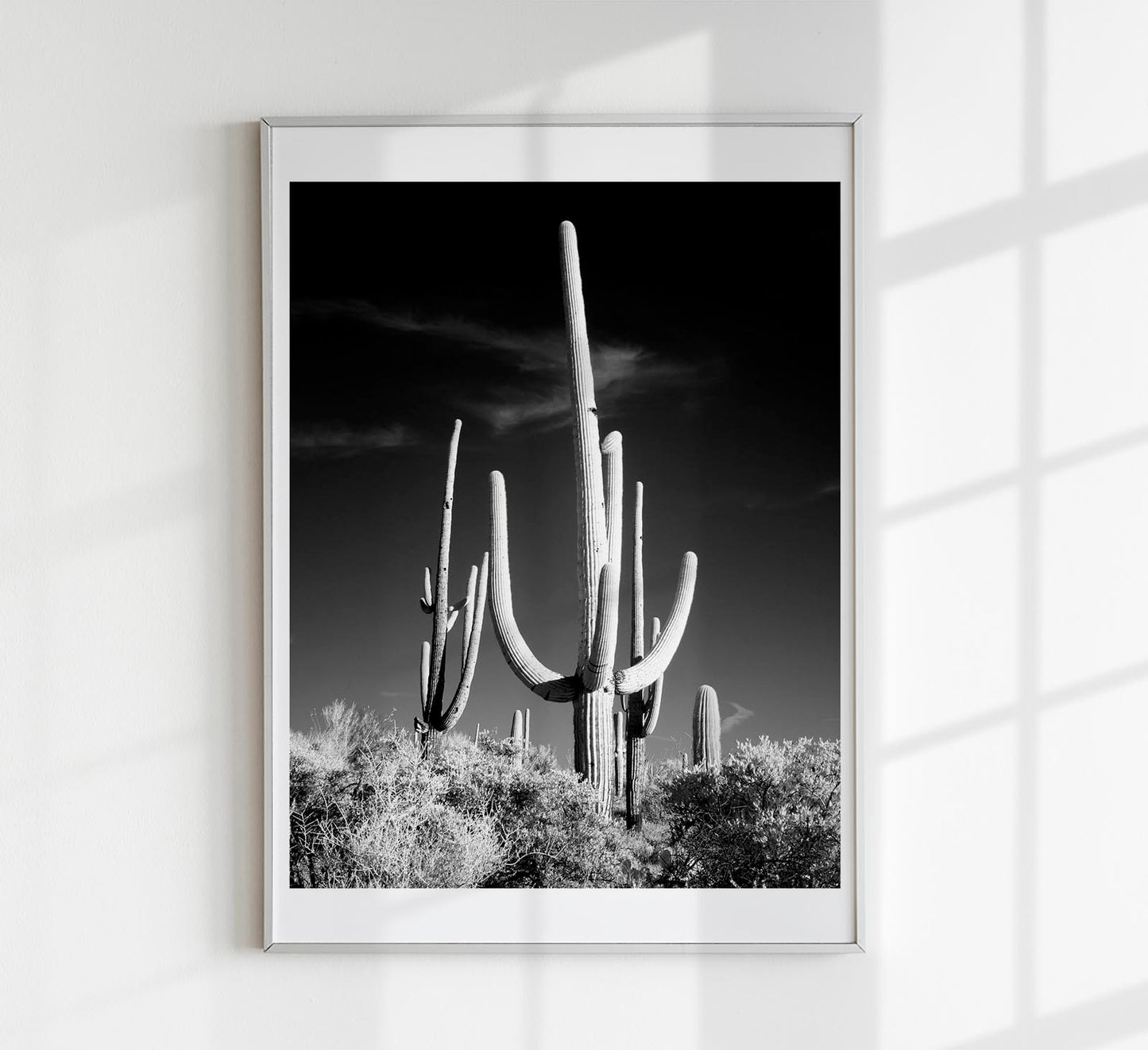 Saguaro Cactus near Tucson, Arizona by Carol M. Highsmith