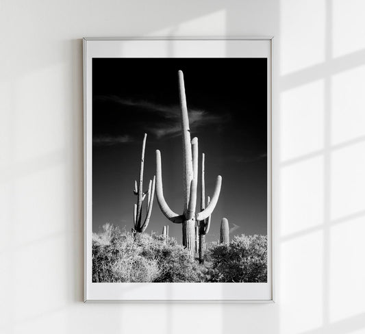 Saguaro Cactus near Tucson, Arizona by Carol M. Highsmith