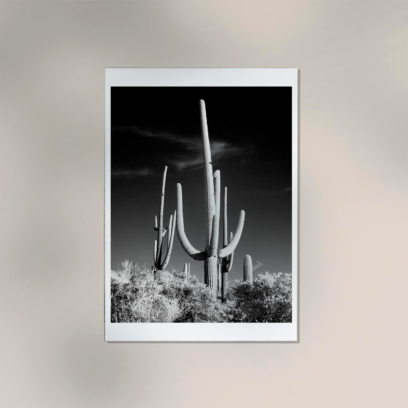 Saguaro Cactus near Tucson, Arizona by Carol M. Highsmith