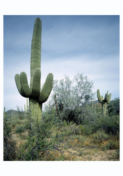 Saguaro Sentinel by Carol M. Highsmith