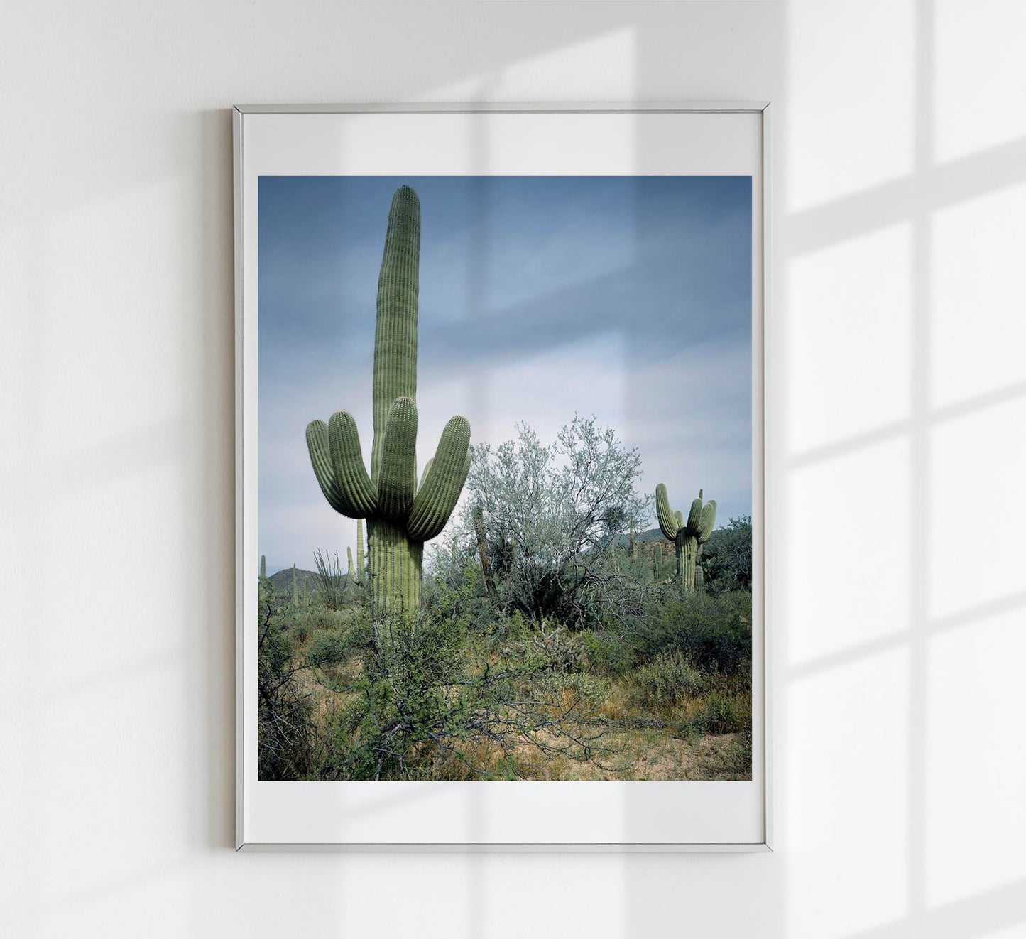 Saguaro Sentinel by Carol M. Highsmith