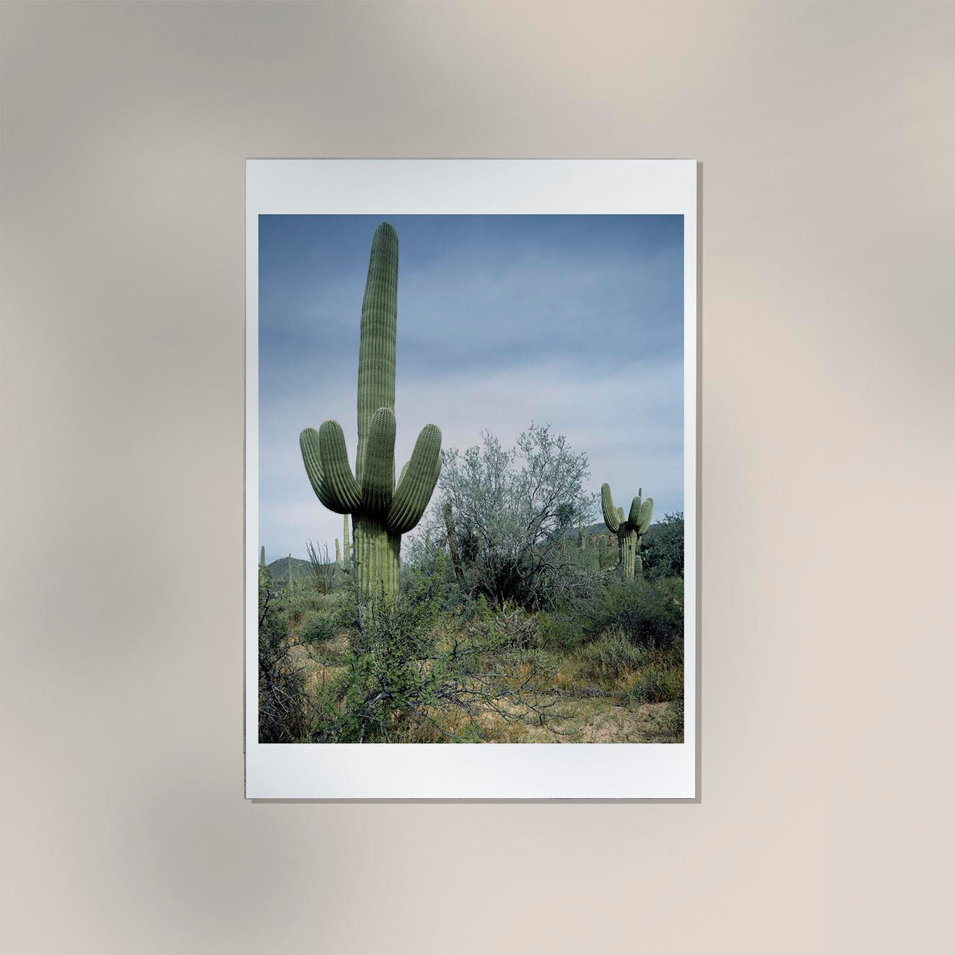 Saguaro Sentinel by Carol M. Highsmith