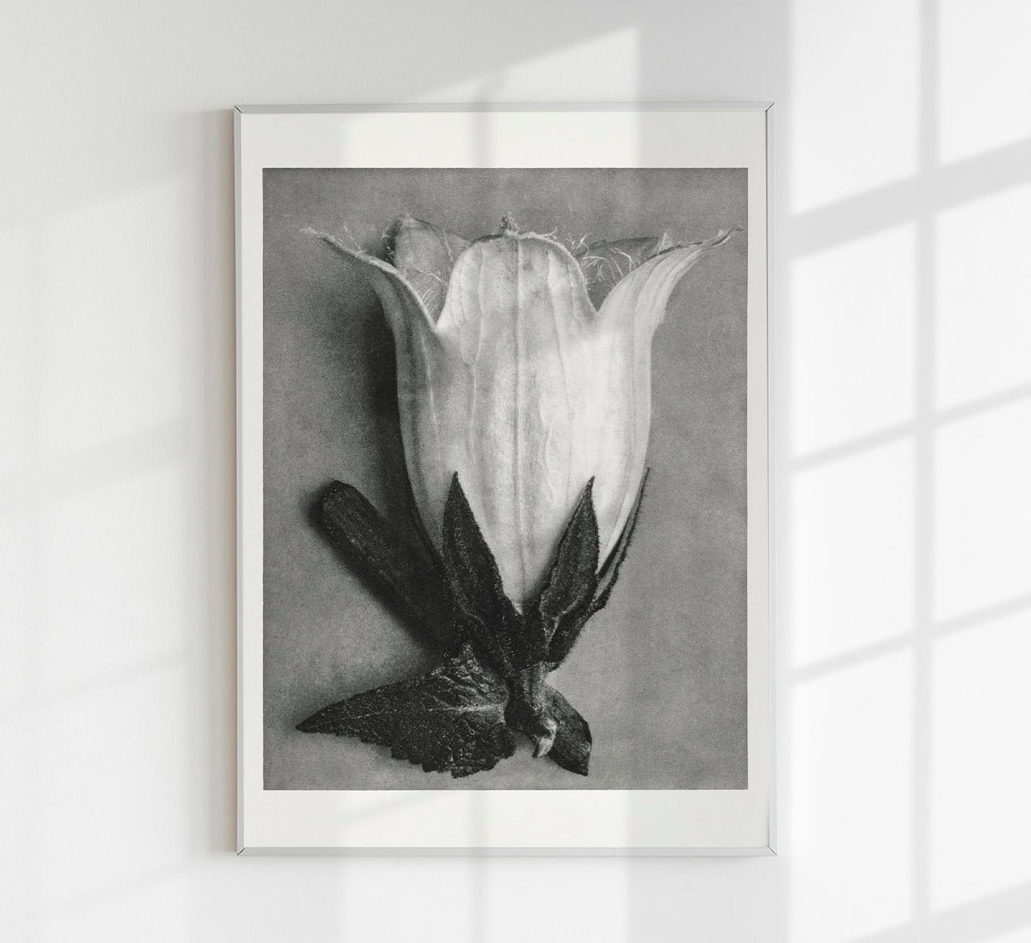 Karl Blossfeldt Plant Photogravure Nr 64
