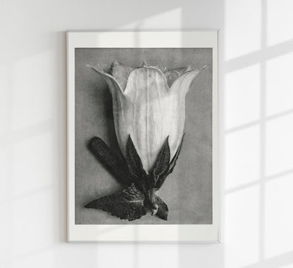 Karl Blossfeldt Plant Photogravure Nr 64