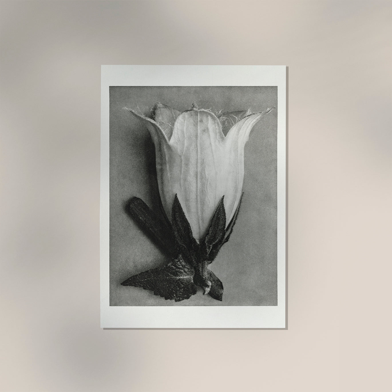 Karl Blossfeldt Plant Photogravure Nr 64