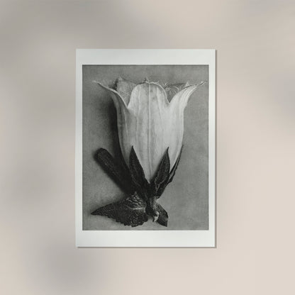 Karl Blossfeldt Plant Photogravure Nr 64