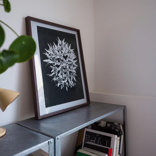 Karl Blossfeldt Plant Photogravure Nr 66