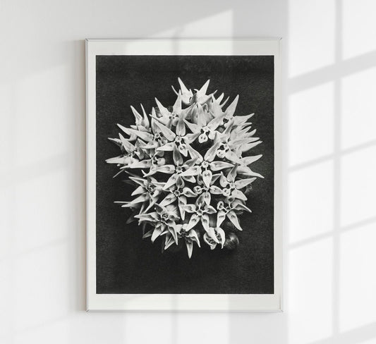 Karl Blossfeldt Plant Photogravure Nr 66