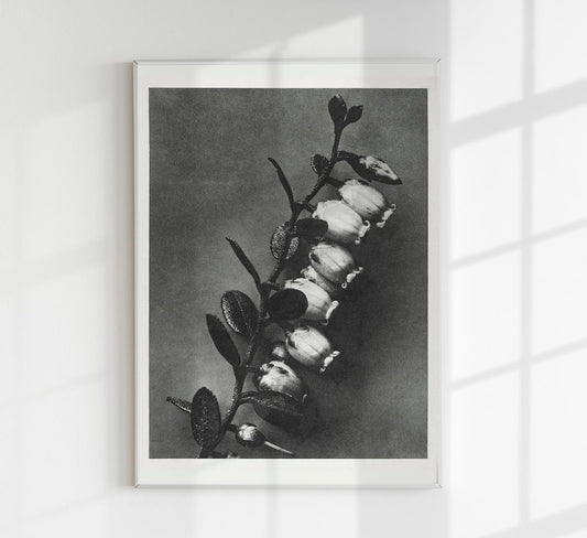 Karl Blossfeldt Plant Photogravure Nr 73