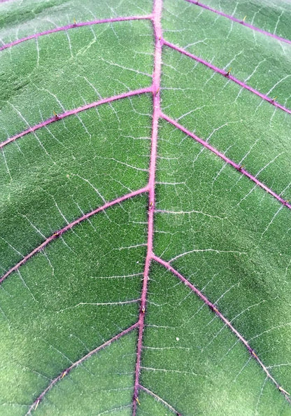 Natural Veins at Botanische Garten Photo Print