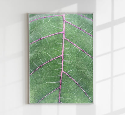 Natural Veins at Botanische Garten Photo Print