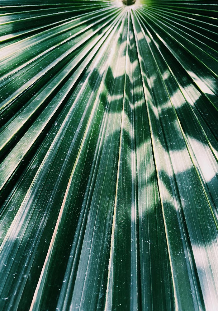 Shades of Sunlight at Botanische Garten Photo Print