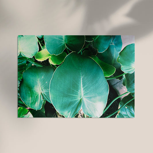 Green Leafs at Botanische Garten Photo Print