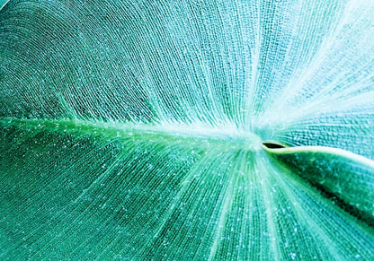 Leaf in Detail at Botanische Garten Photo Print