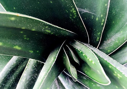 Plant in Detail at Botanische Garten Photo Print