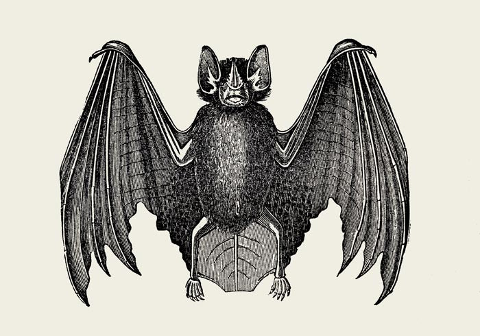 Antique Bat Poster