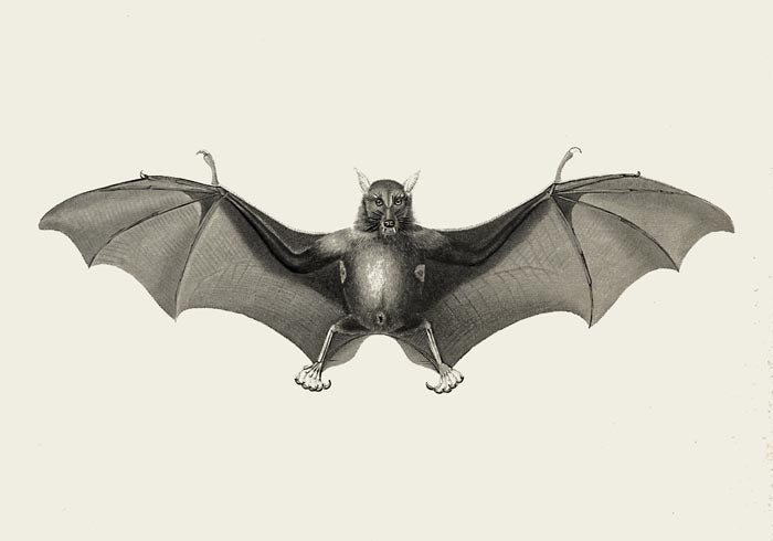 Antique Big Bat Poster