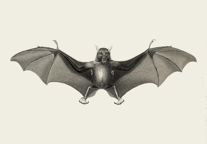 Antique Big Bat Poster