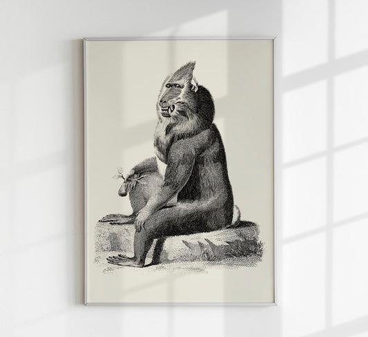 Baboon Poster