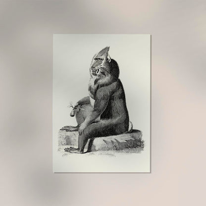 Baboon Poster