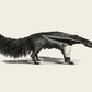 Antique Giant Anteater Poster